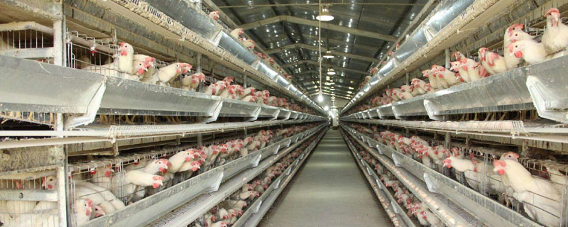 溫氏養(yǎng)雞1萬只利潤多少