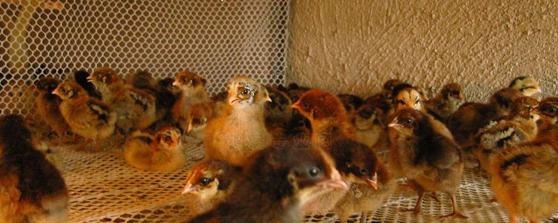 養雞回收騙局揭秘