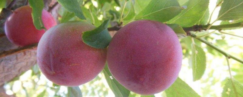 李子價(jià)格多少錢(qián)一斤