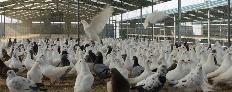 散養(yǎng)鴿子什么品種最好 養(yǎng)鴿子的成本和利潤