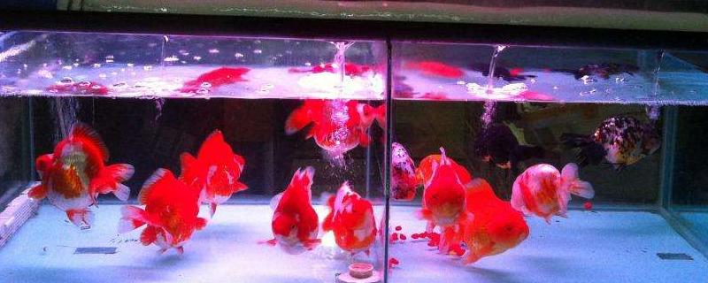 什么觀賞魚最好養 十大食肉大型觀賞魚有哪些