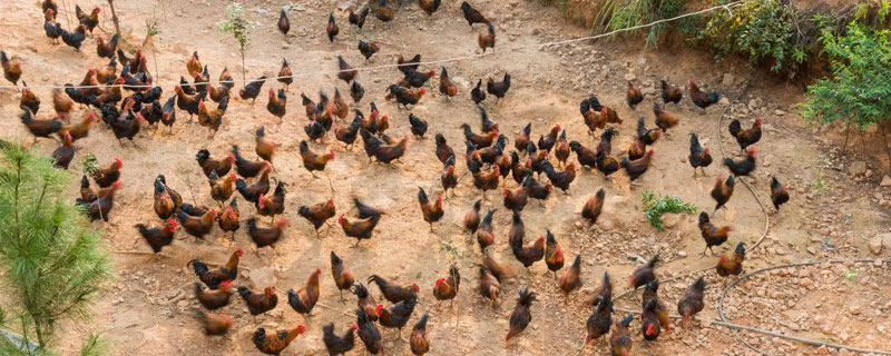 農村養雞怎么找銷路？