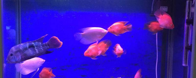 財神魚和鸚鵡魚的區別是什么 怎么辨別鸚鵡魚的公母