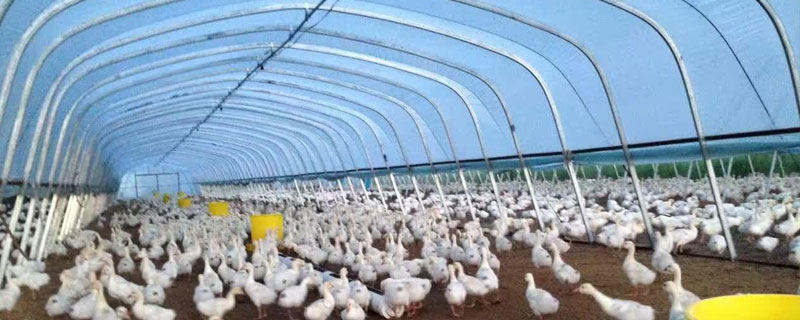 一畝大棚養鵝多少只？