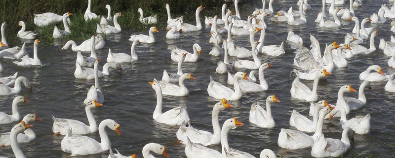 養鵝的成本與利潤核算