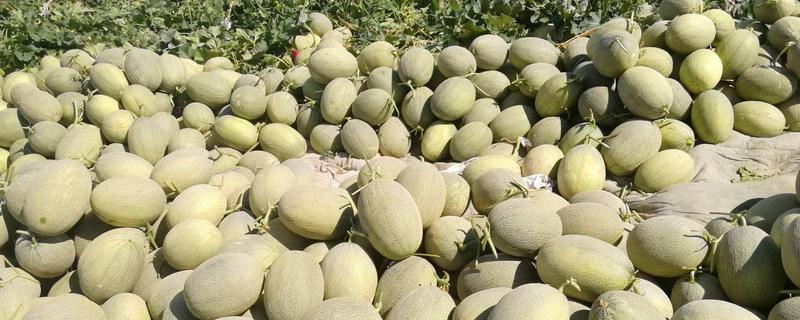 新疆哈密瓜價格多少錢一斤