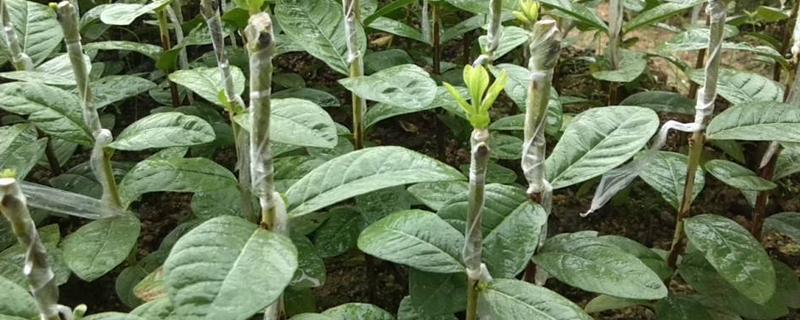 番石榴苗價格多少錢一棵