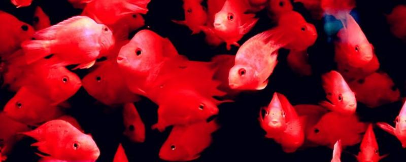 鸚鵡魚平躺缸底怎么治 鸚鵡魚為什么總在角落