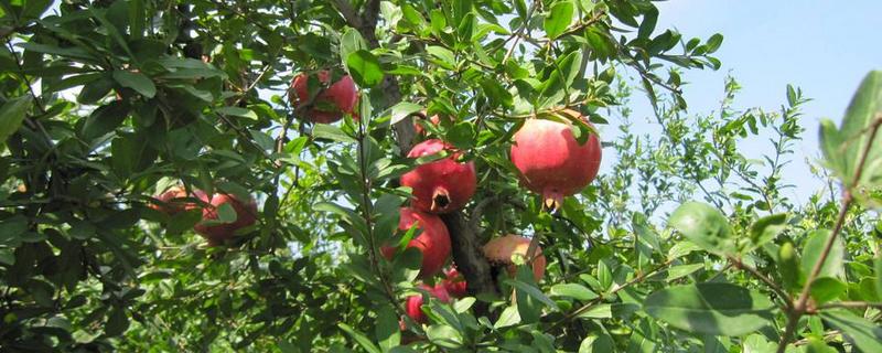 石榴苗木價格多少錢一棵