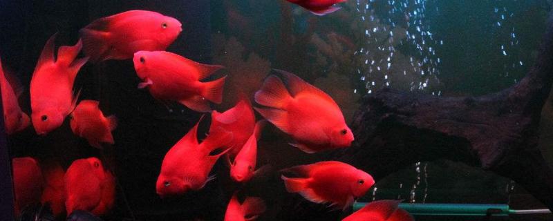 鸚鵡魚養單數還是雙數好 鸚鵡魚打架怎么辦