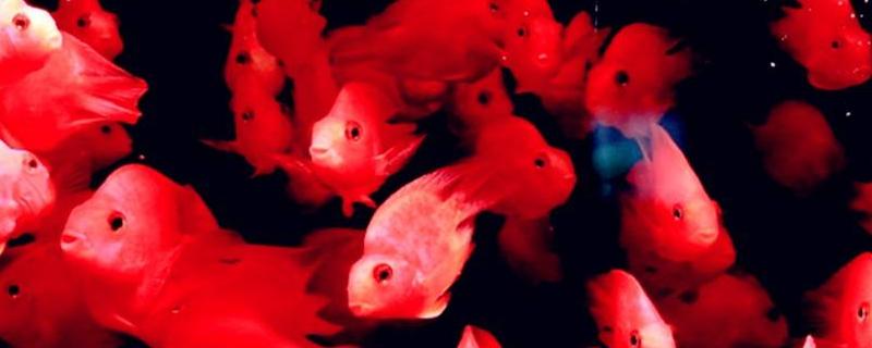 鸚鵡魚肚子鼓起來怎么辦 鸚鵡魚身上有黑斑是怎么回事