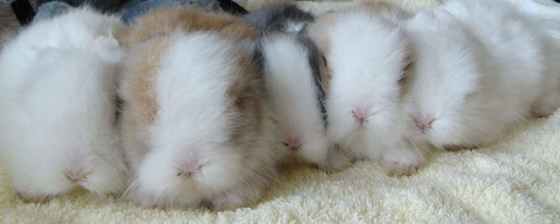 貓貓兔和垂耳兔哪個好 貓貓兔粘人還是垂耳兔