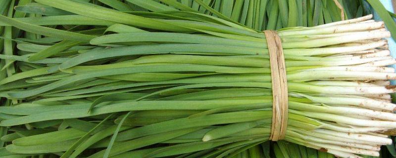 韭菜價(jià)格多少錢一斤