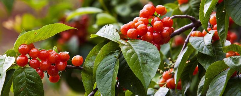 櫻桃價格多少錢一斤