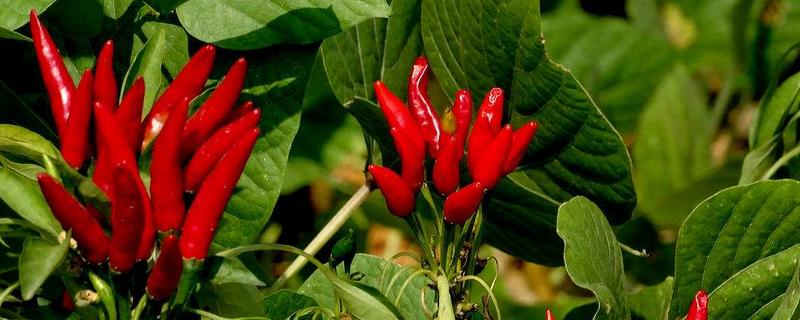 朝天椒種子價格多少錢一斤