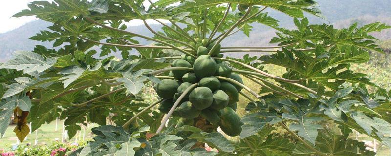 木瓜蛋白酶價(jià)格多少錢一斤