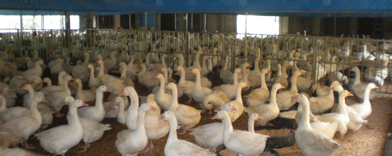 養(yǎng)殖鵝一只鵝的利潤是多少？