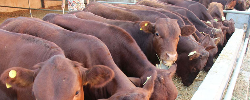 養殖肉牛20頭投資多少錢？