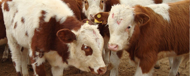 養牛能貸款嗎？可申請養殖業貸款，附需要的資料及申請流程和注意事項