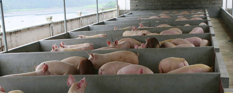 養豬能貸款嗎？可以且還能買保險，附養豬貸款申請表填寫方法