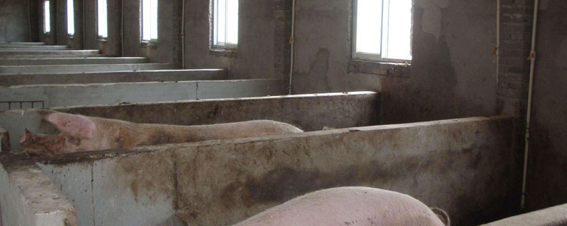 小型養豬場要投資多少錢？投資不大利潤效益看豬價，附養豬場設計思路