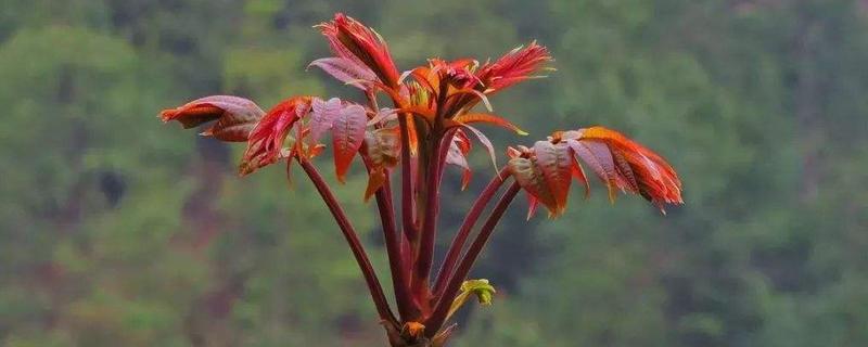 香椿價格多少錢一斤