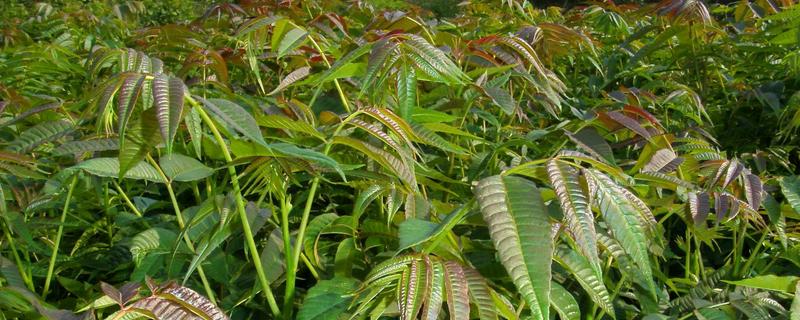 香椿樹苗價格多少錢一棵