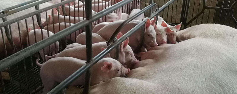 怎樣養豬長得快大？