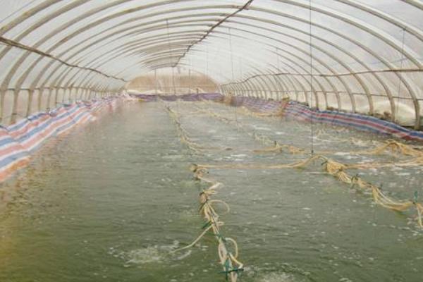 大棚養(yǎng)河蟹