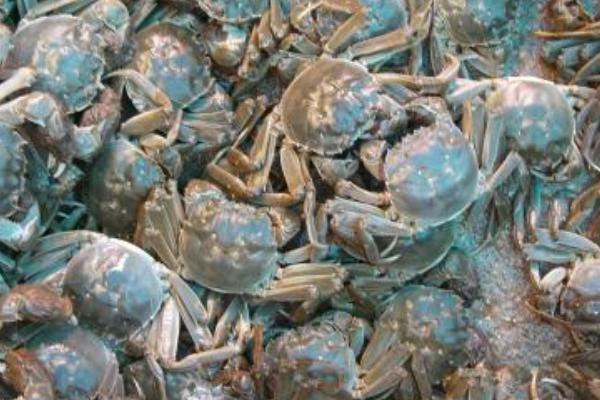 大棚養(yǎng)河蟹