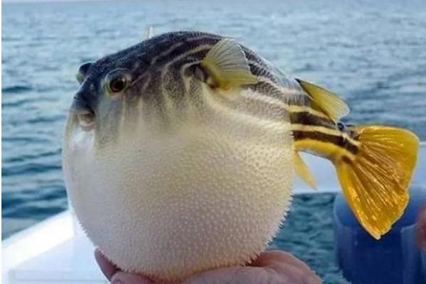 河豚有毒嗎