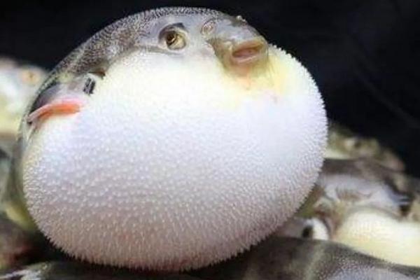 河豚有毒嗎