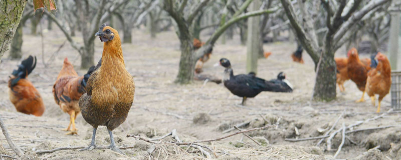 新手養雞需要準備什么？資深養雞戶給新手這8個建議