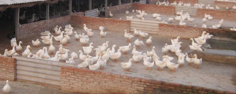 新手養鴨需要準備什么？鴨農告訴新手為什么有人養鴨不賺錢