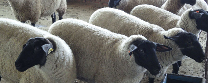 杜泊羊市場價格多少錢一只?想買到好的杜泊羊要注意這4點(diǎn)