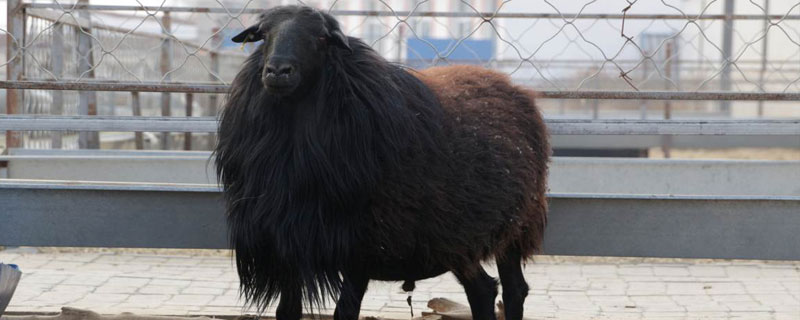 烏骨羊市場價(jià)格多少錢一只？烏骨羊稀有珍貴，養(yǎng)殖前景看好