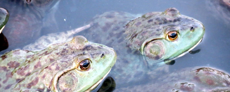 石蛙養殖成本多少