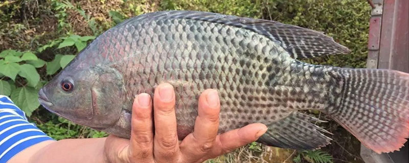 商品羅非魚怎么養