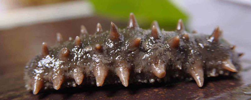 海參野生與養殖的區別