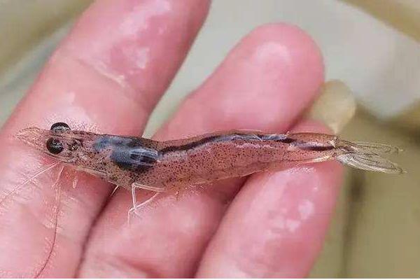 南美白對蝦淡水養(yǎng)殖技術