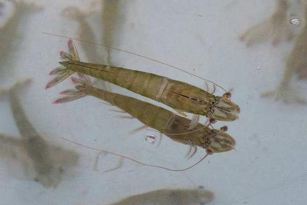 南美白對蝦淡水養(yǎng)殖技術