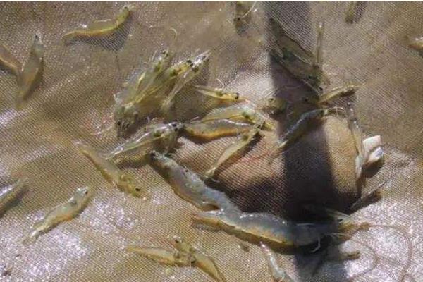 南美白對蝦淡水養(yǎng)殖技術