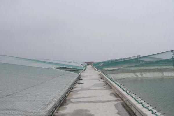 南美白對蝦養殖特性