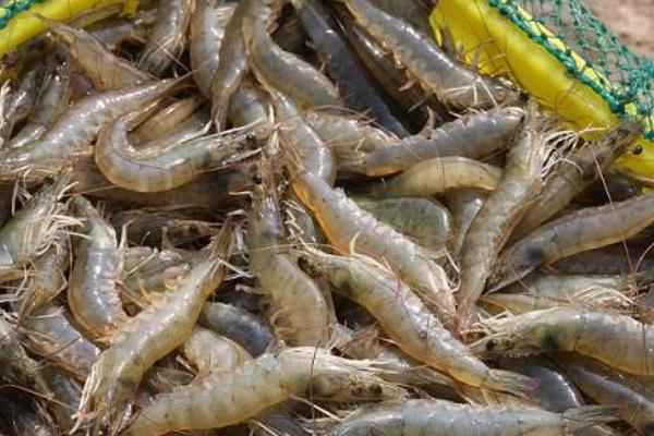 南美白對蝦養殖特性