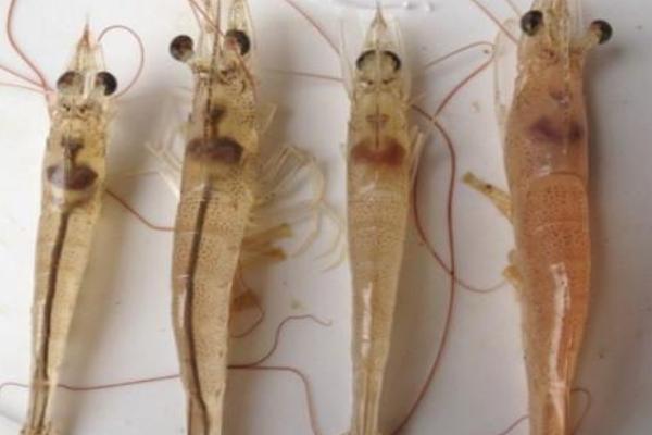 南美白對蝦養殖特性