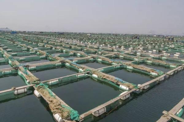 網箱養海參的利潤