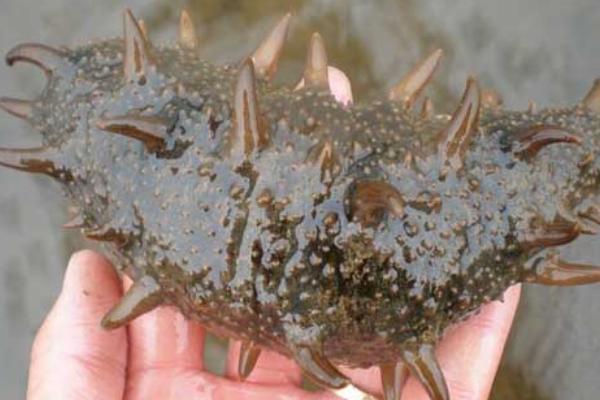 網箱養海參的利潤