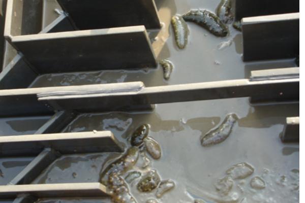 網箱養海參的利潤