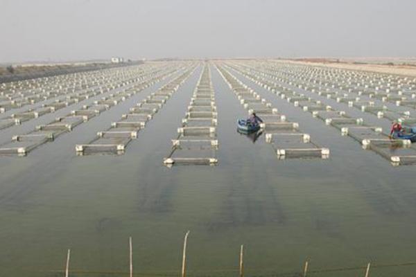 網箱養海參的利潤