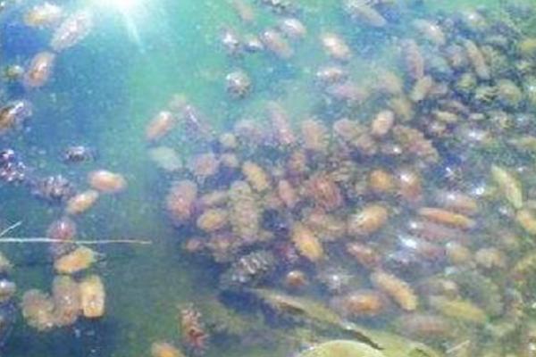 網箱養海參的利潤